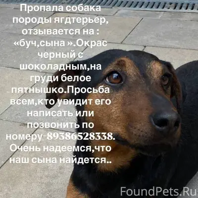 ПРОПАЛ ПЕС ПОРОДЫ ЯГТТЕРЕР, ОТ...