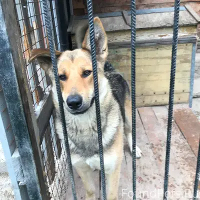 ❗️ПОТЕРЯЛСЯ ПЕС❗️ 28 декабря в...