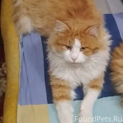 🆘🆘🆘 Пропал любимец семьи!!! Ры...