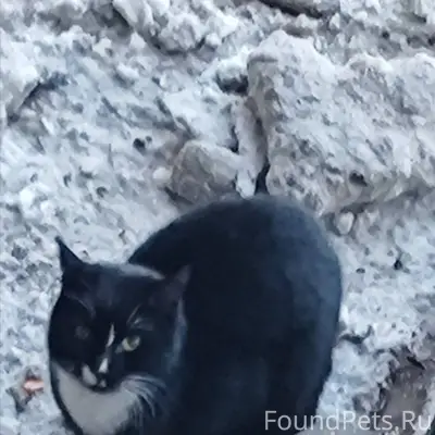 Около недели кошка или котик м...