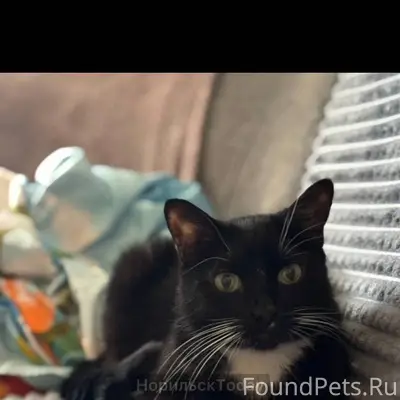 ❗️Пропал кот. Кличка Марчелло,...