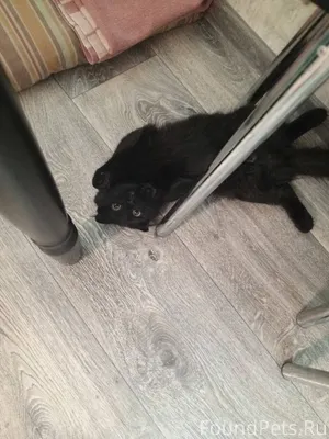 Пропала кошка вчера вечером в ...