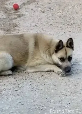 Пропала собака в с. Липицы 3.....