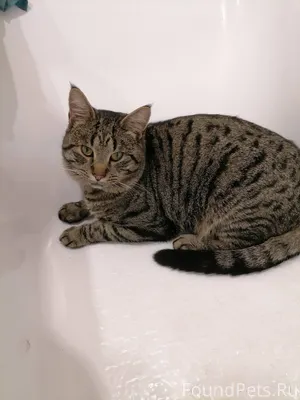 Пропал кот Лёха в районе перес...