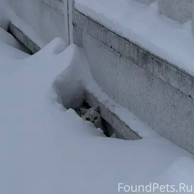 Найдена кошка в районе Старые ...