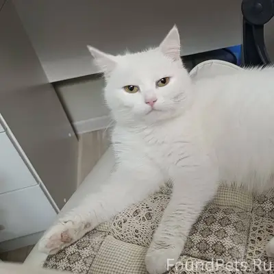 Найдена кошка 28.12, на ул...