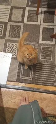 Найден котенок,