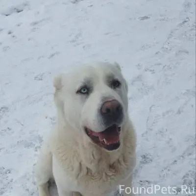 Истринский район. Поселок Курс...