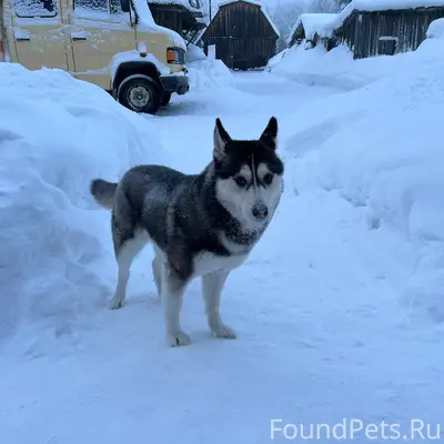 🆘🆘🆘Нашёлся пёс🆘 Жители Троицко...