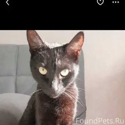 Пропал кот, примерно 3дня наза...