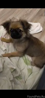 На А. Невского найден щенок, о...