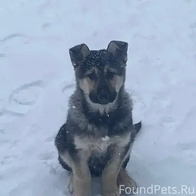 Пропала собака(щенок) в районе...