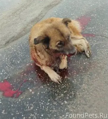 🆘Люди, миленькие, не пройдите ...