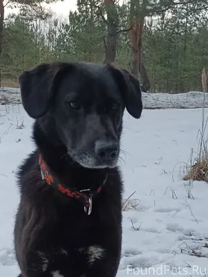ПОМОГИТЕ НАЙТИ! Убежала собака...