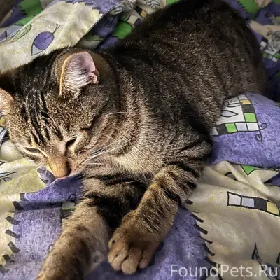 Пропал кот 9 января с улицы...