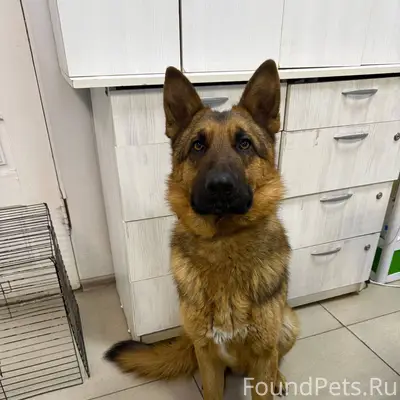 Найден пес. Молодой кобель. Ищ...