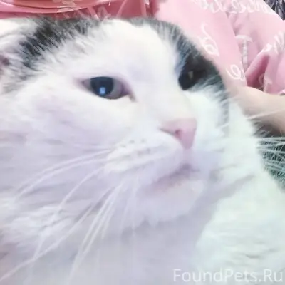 Пропал кот откликается на клич...