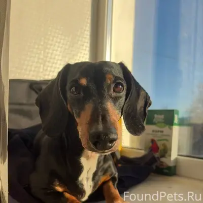 Потерялась собака , такса , де...
