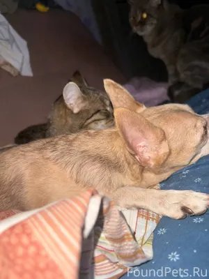 Добрый день! В ночь с 10...