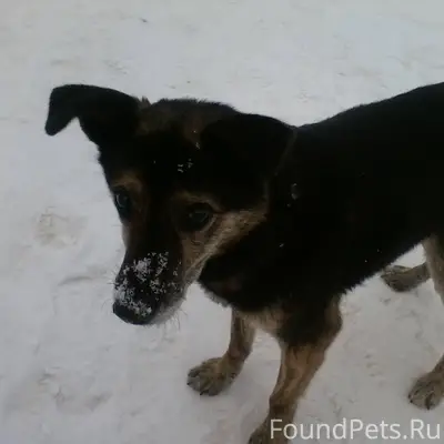 ‼Найдена собака. Срочно ищем с...