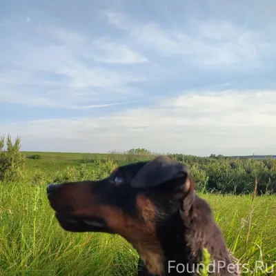 Пропала собака Ягтертер на ухе...