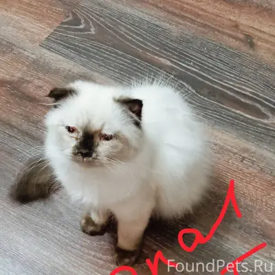 Пропал кот на Первомайской, Ра...