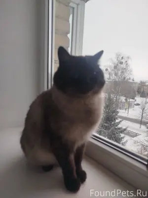 Найдена кошка, район Кирова / ...