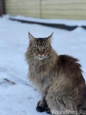 Пропал кот, на первой Пожарихе...