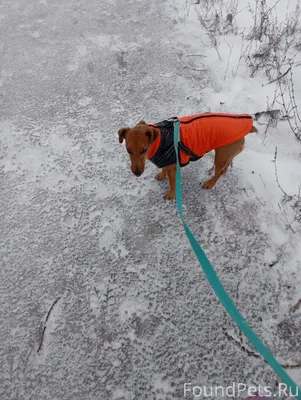 Убежала собака помесь джек рас...