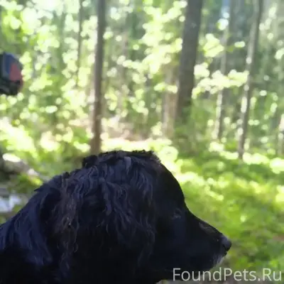 Пропала собака 3 дня назад,отк...