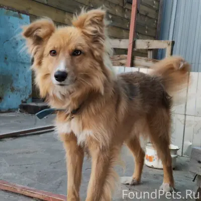 Рощино 2 убежал пёс. 9-го...