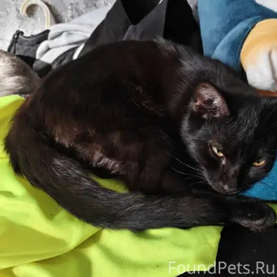 ПРОПАЛ КОТ. РАЙОН 6 ШКОЛЫ. Про...