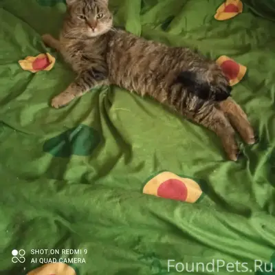 Пропал кот в д.Губино ул...