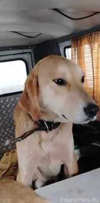 Пропала собака в селе Озёрки. ...