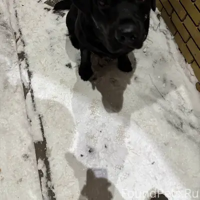 Найден лабрадор в районе Чапае...