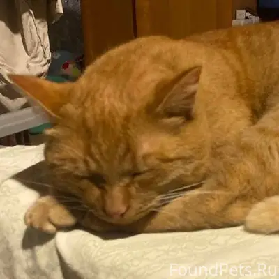 Пропал рыжий кот. На пересечен...