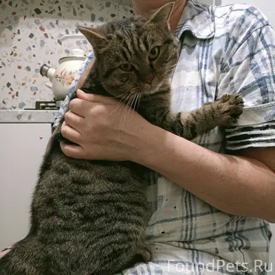 Срочно! Найден кот около дома ...