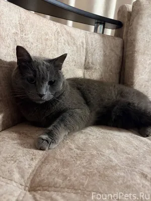 Пропал кот, 4.01 ночью ушел...