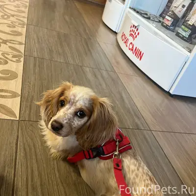 СРОЧНО !!! Пропала собака СЕЛО...