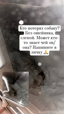 Ребят, кто потерял собаку? Сле...