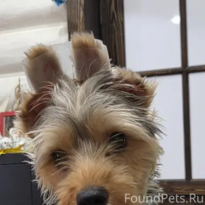 Найдена собака, метис Йорка. И...