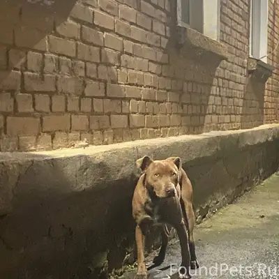 Здравствуйте , собака второй д...