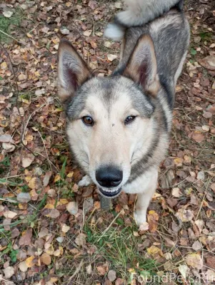 Потерялся пес породы лайка, в ...