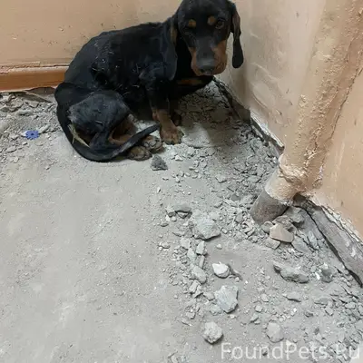 Кто потерял собаку Мкр Запесок...