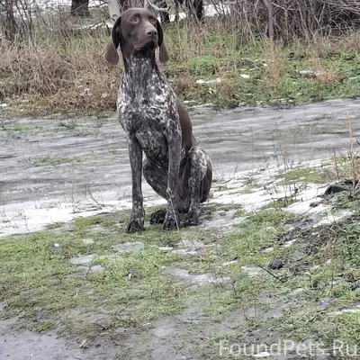 Кто потерял собаку ? Бегала не...