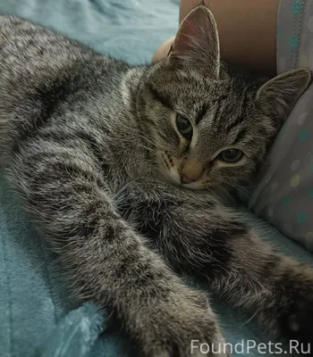 Был найден котёнок в Медведево...