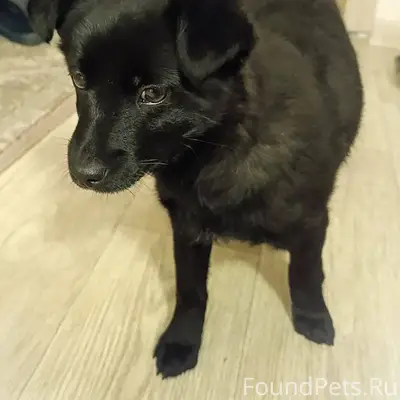 Найдена черная маленькая собака