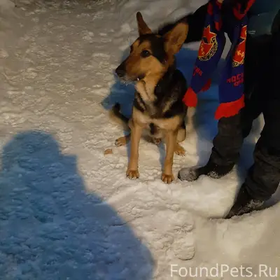 🆘🆘🆘Сегодня появился в деревне ...
