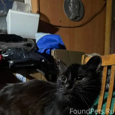 Найден кот/кошка (не удалось у...