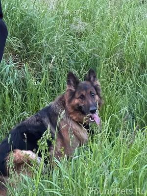 Потерялась собака в районе Лоп...